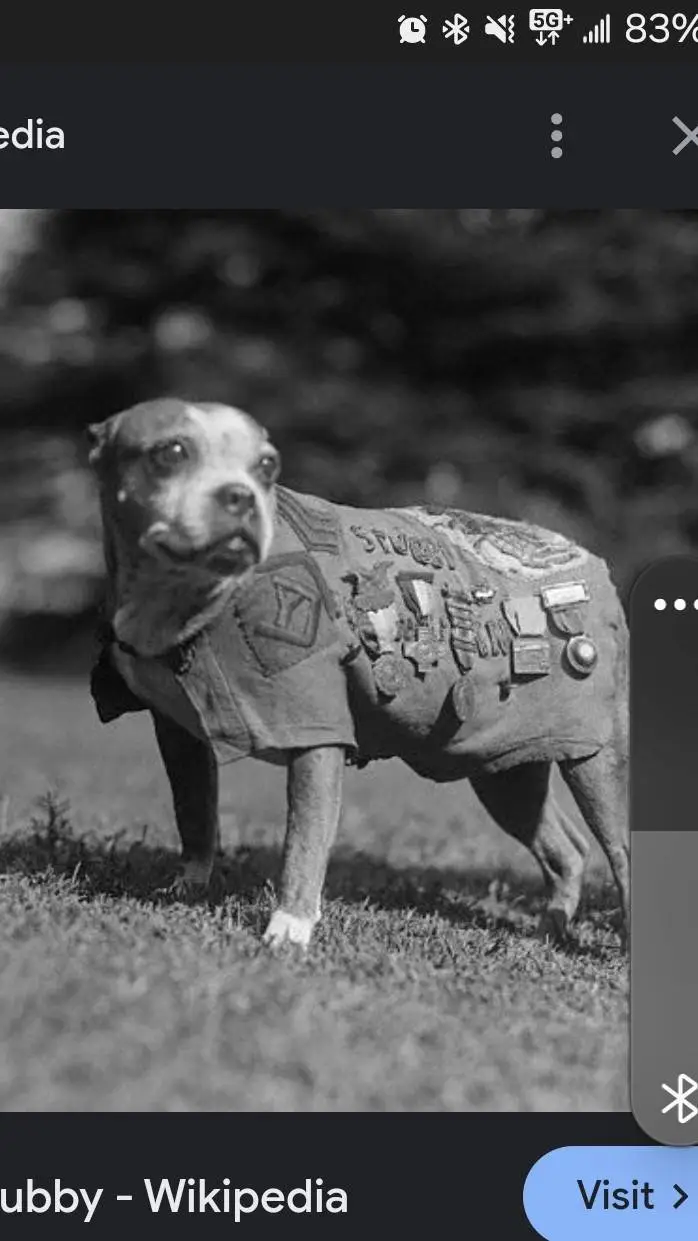 ai character: SGT. STUBBY background