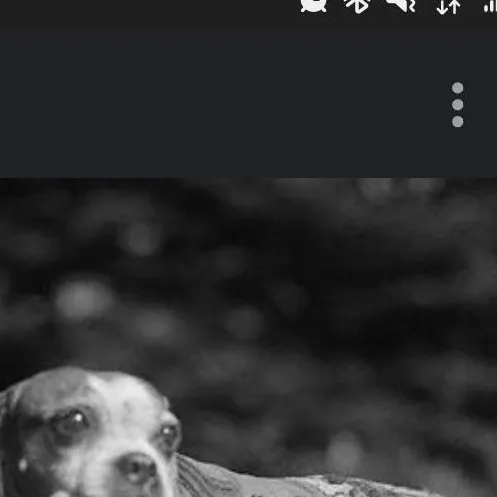 chat with ai character: SGT. STUBBY