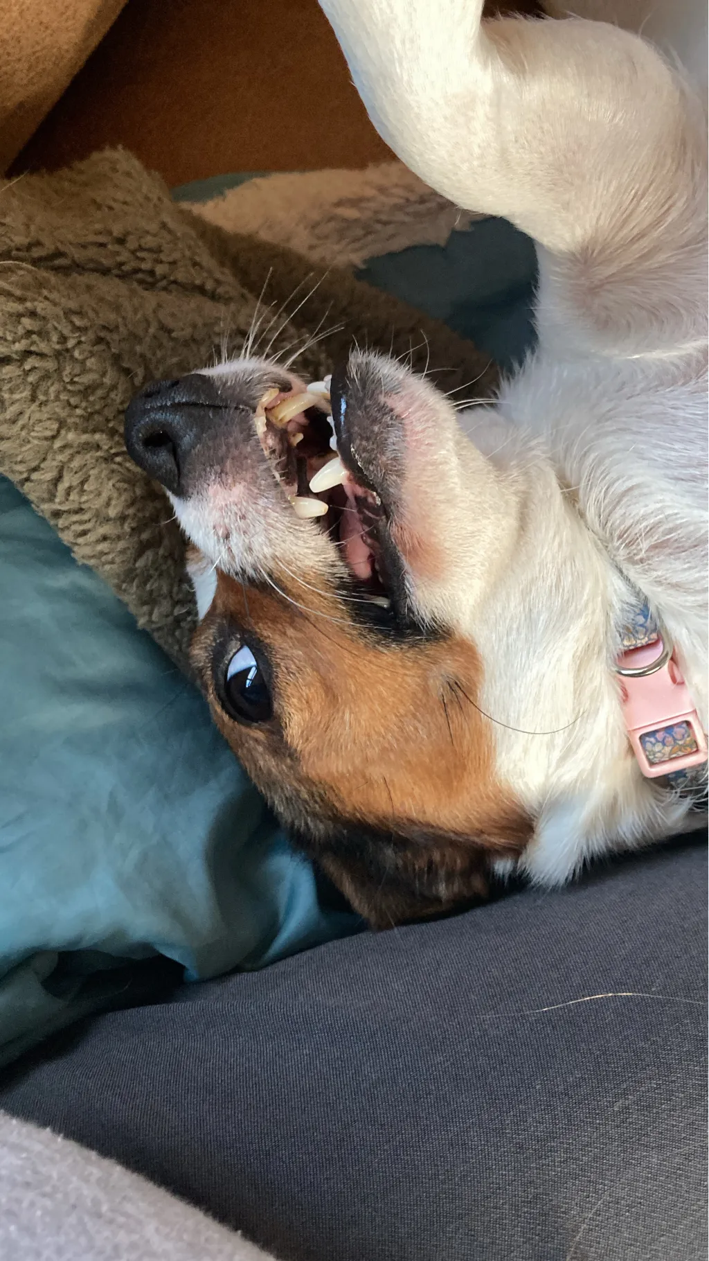 ai character: Hp cast background