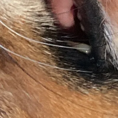 chat with ai character: Hp cast