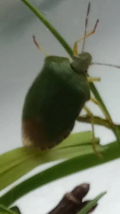 ai character: bugs🪲 background