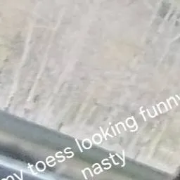 chat with ai character: funny kitten