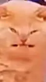 ai character: THE MEOWER. background