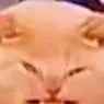 chat with ai character: THE MEOWER.