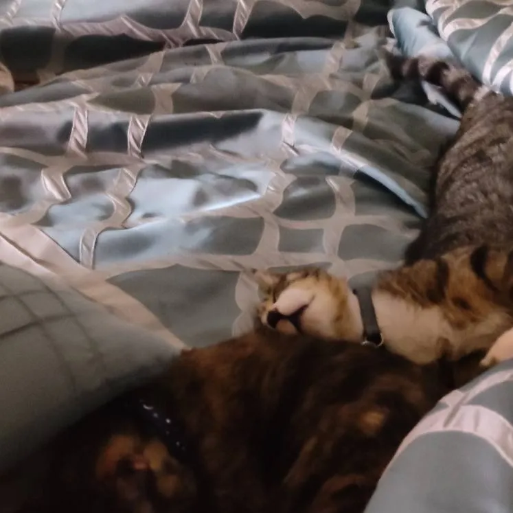 chat with ai character: Katsukie