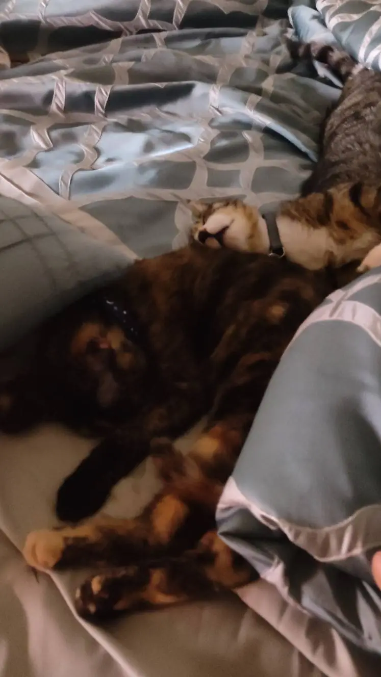 ai character: Katsukie background