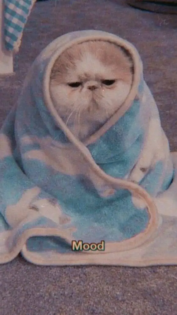 ai character: столас background