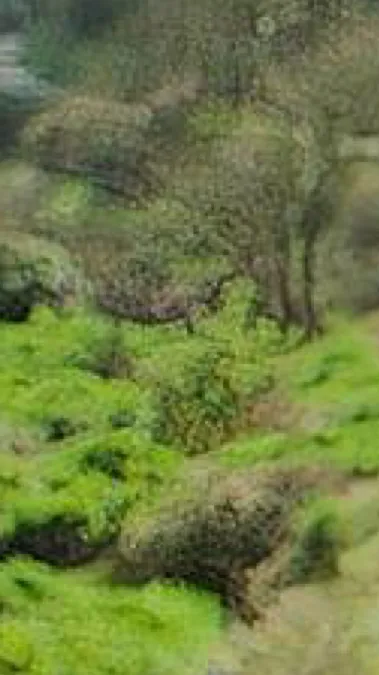 ai character: MPHFPC background