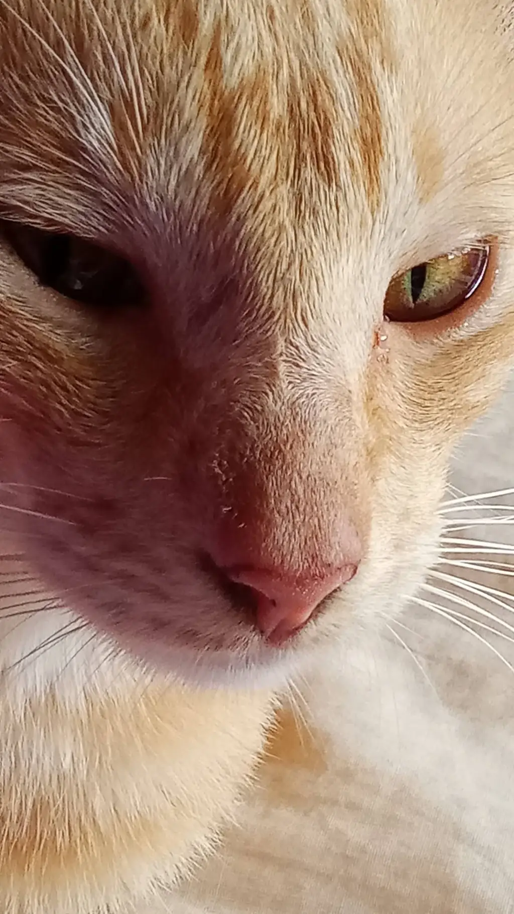 ai character: Allister AKA ME background