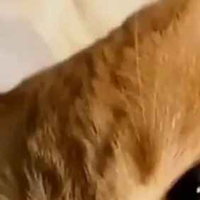 chat with ai character: ROAST CAT