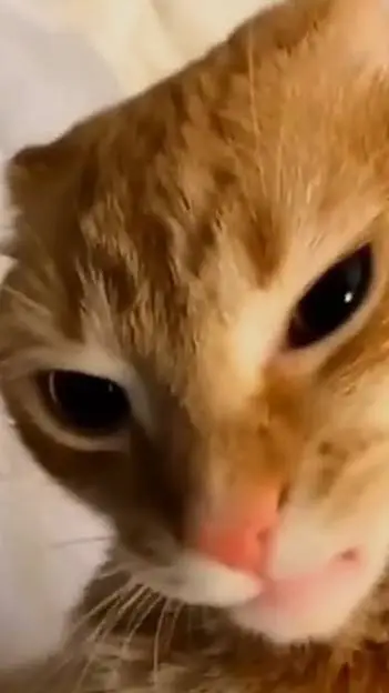 ai character: ROAST CAT background