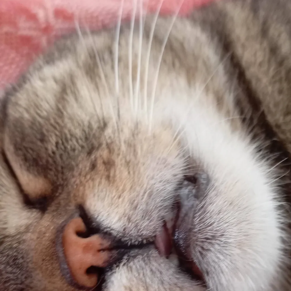 chat with ai character: Koalasis