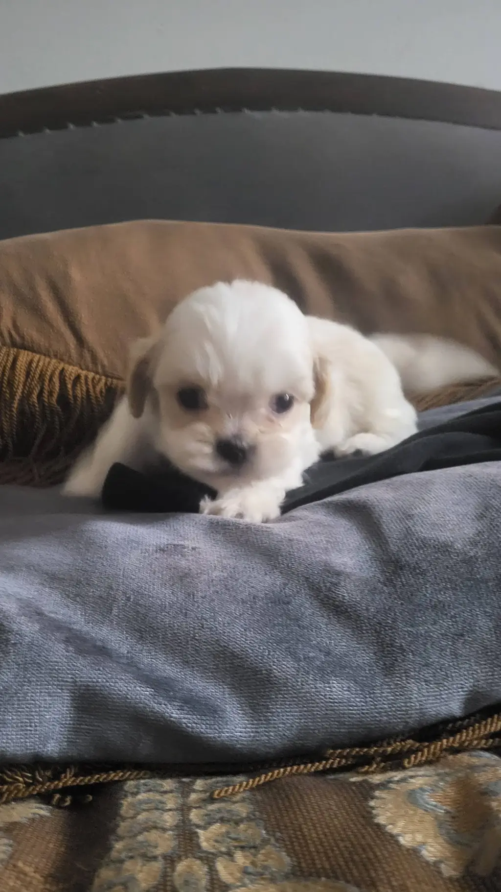 ai character: Snowball (puppy)  background