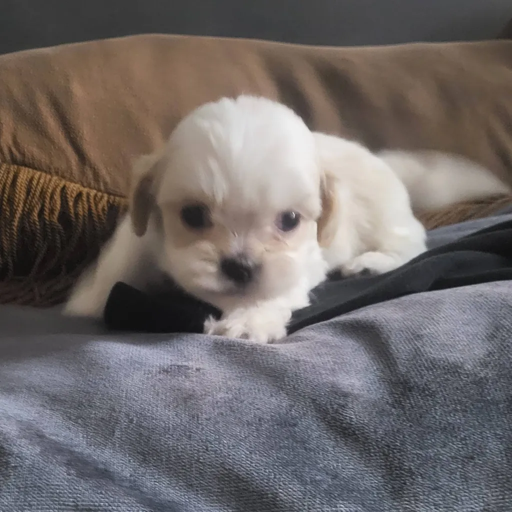 chat with ai character: Snowball (puppy) 