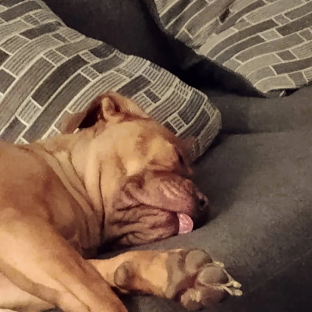 chat with ai character: • REACTION •