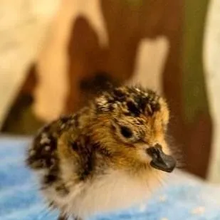 chat with ai character: CIVICS CLASS!! 🥹🤑