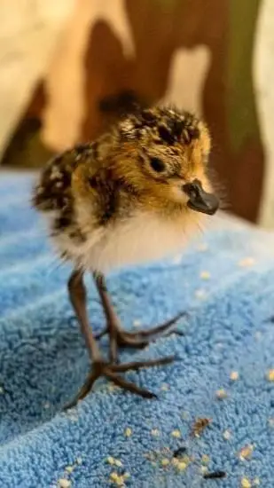 ai character: CIVICS CLASS!! 🥹🤑 background