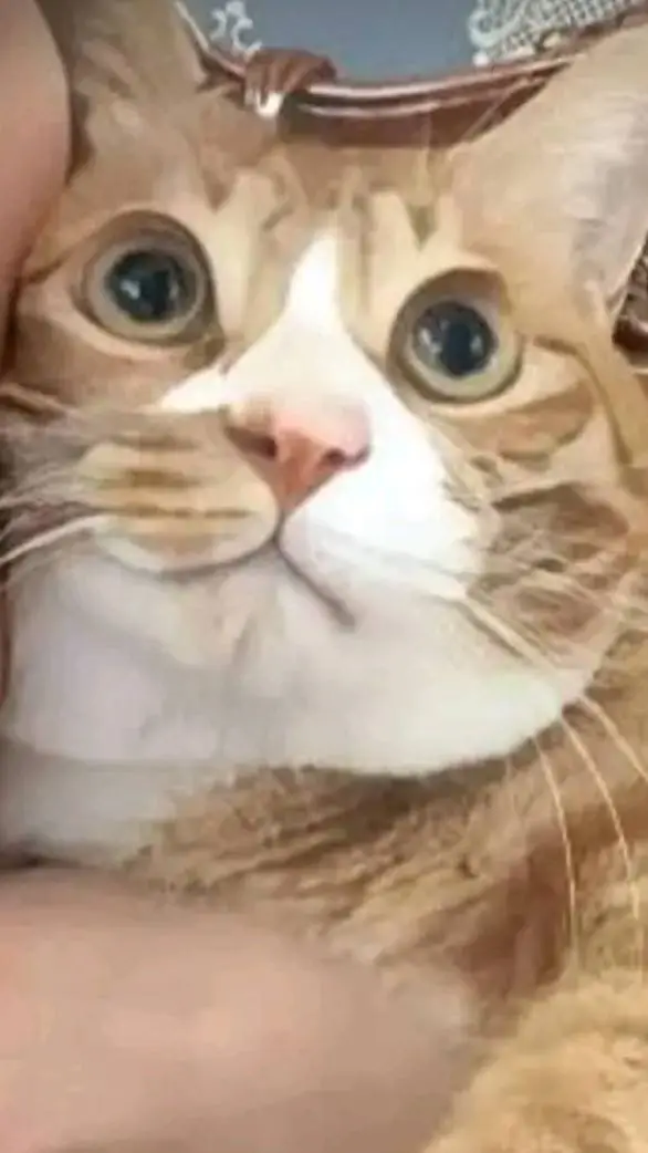 ai character: soonie *i think* background