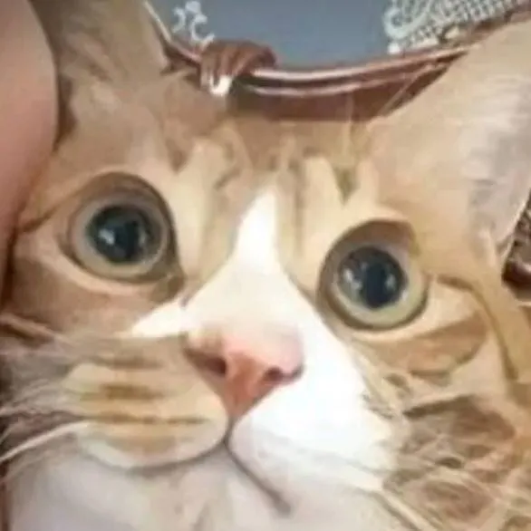 chat with ai character: soonie *i think*