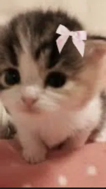 ai character: Kitty  background