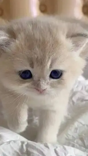 ai character: a cat background