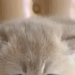chat with ai character: a cat