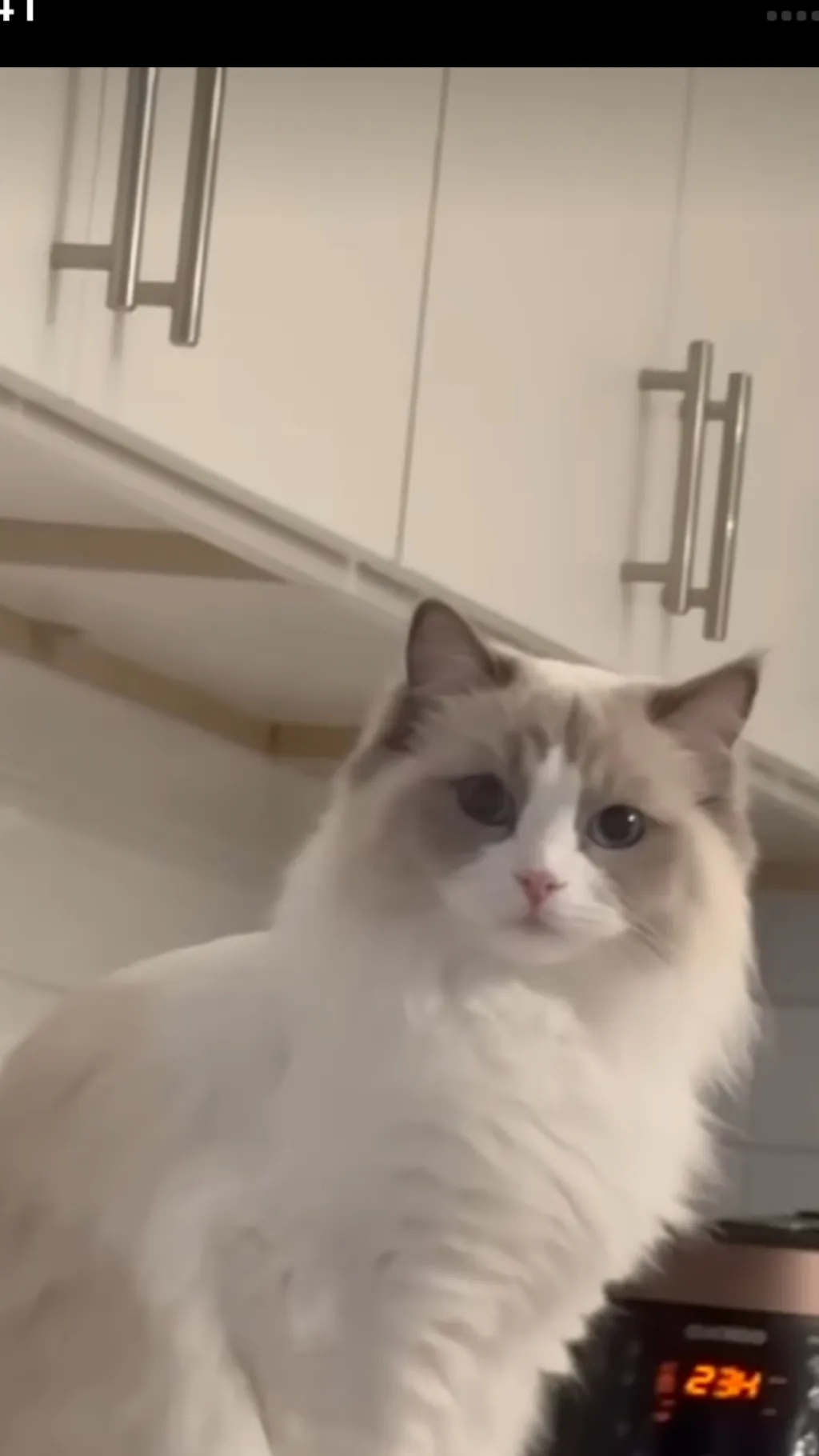 ai character: Dw meets cat? background