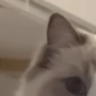 chat with ai character: Dw meets cat?