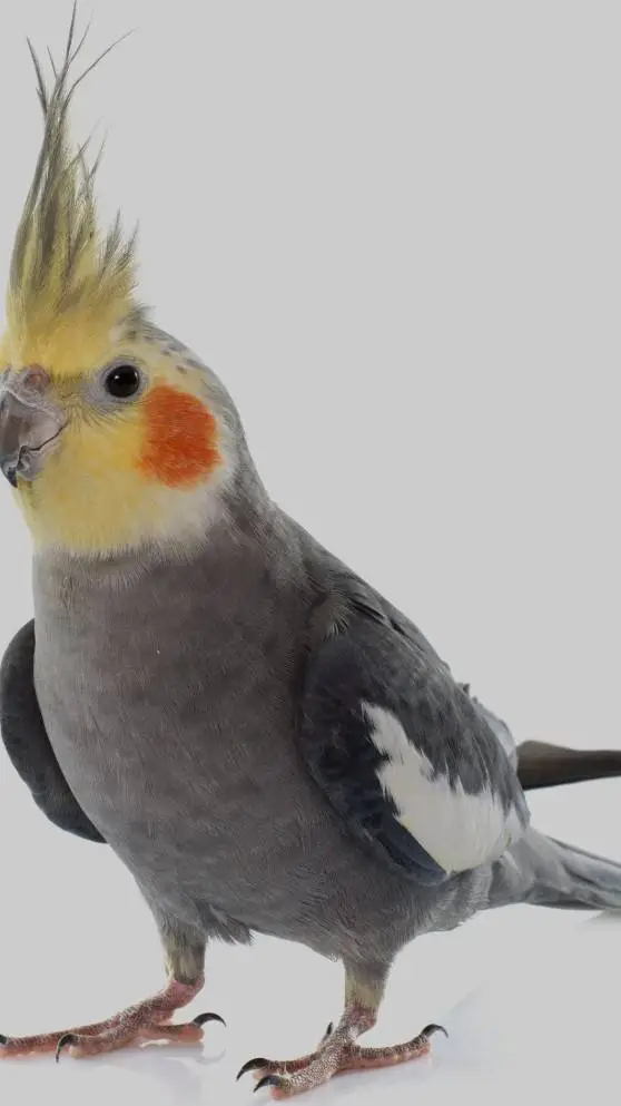 ai character: cloudy background