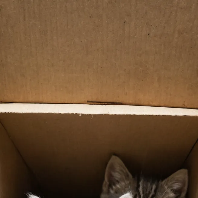chat with ai character: kittens 