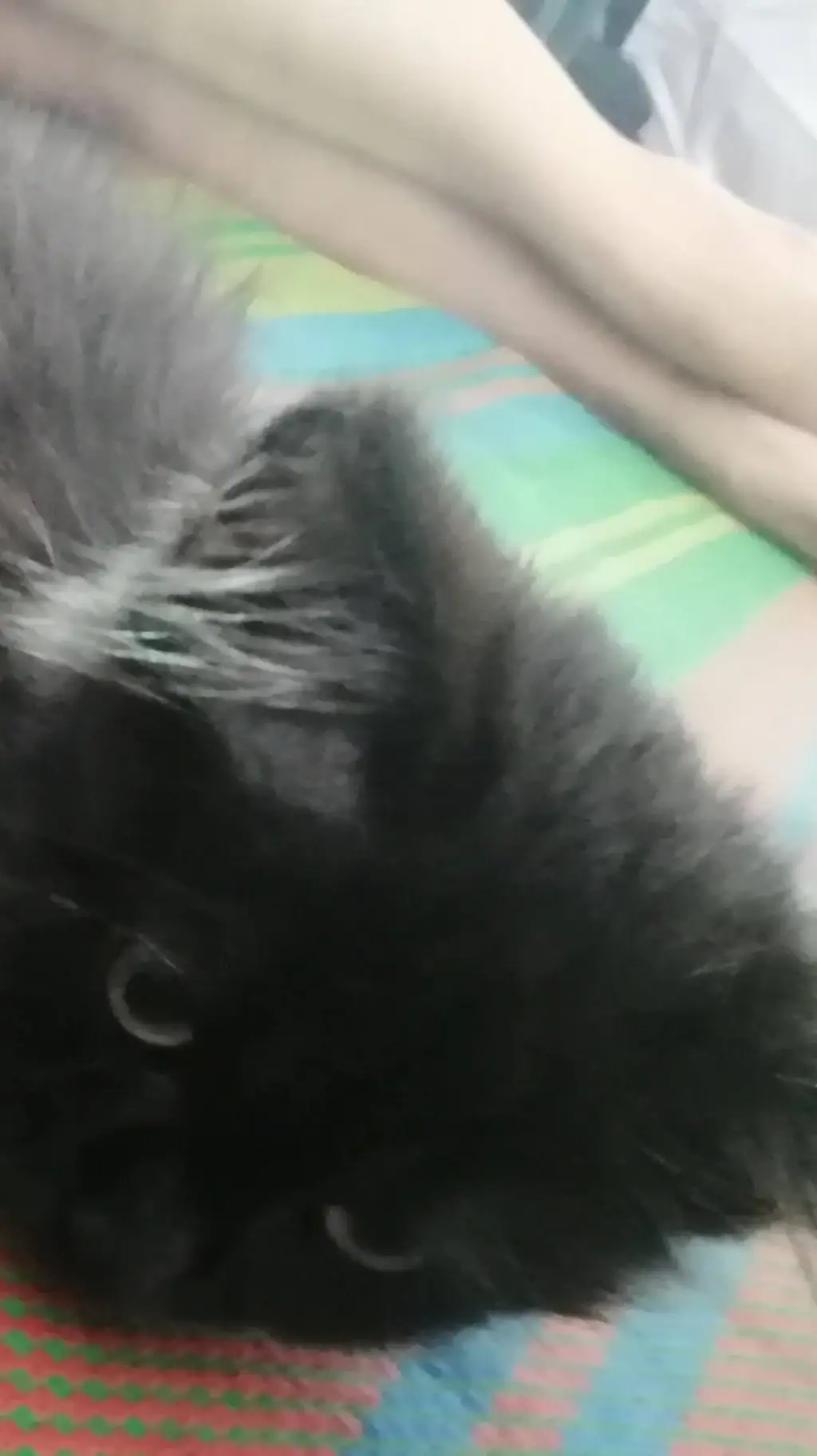 ai character: Haru the kitty background