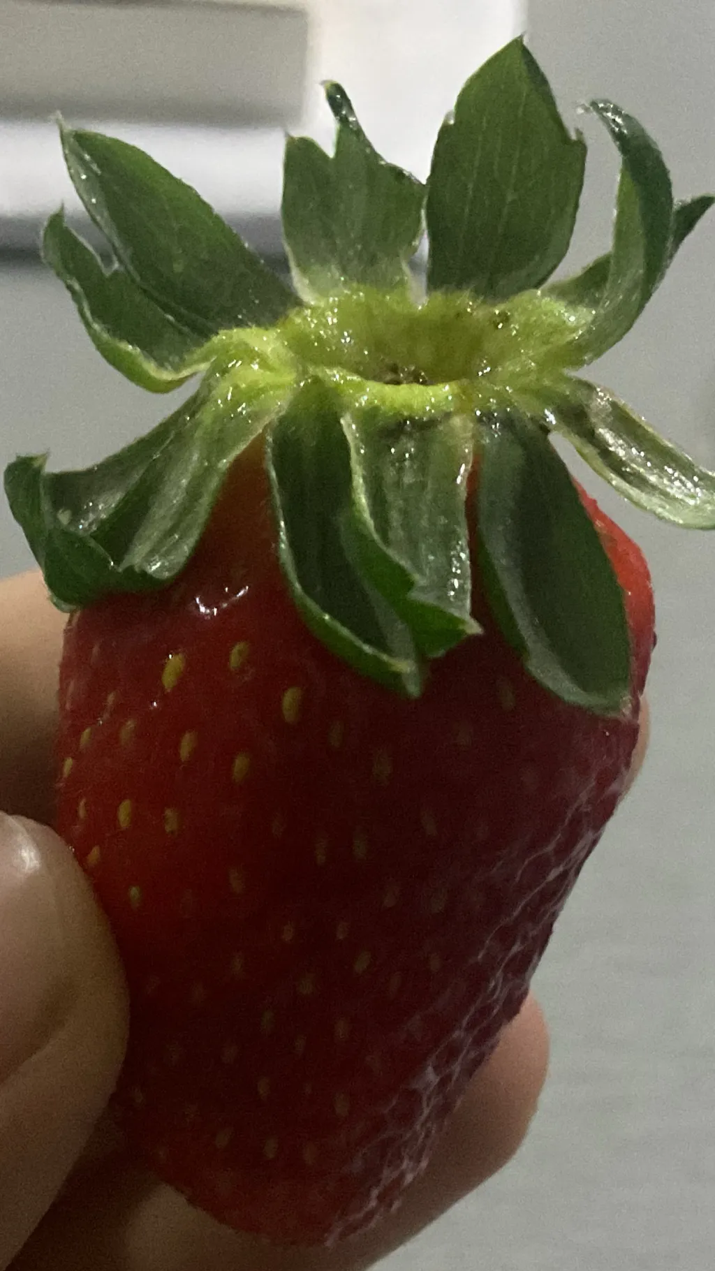 ai character: ☻Sprout☻ background