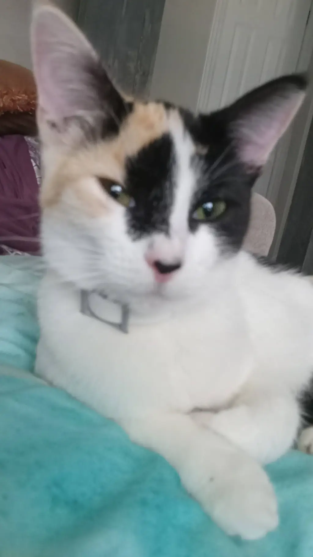 ai character: *(Muffin)* background