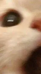 ai character: kitty background