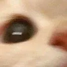 chat with ai character: kitty