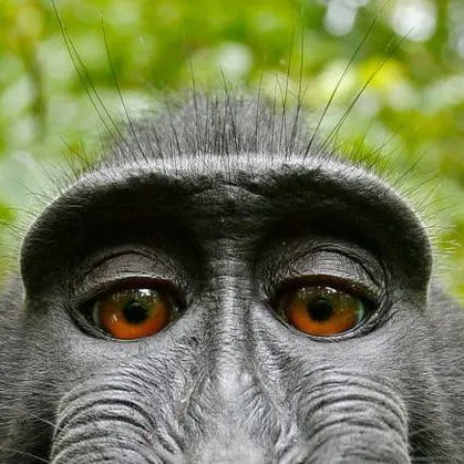 chat with ai character: alcohol monkey 