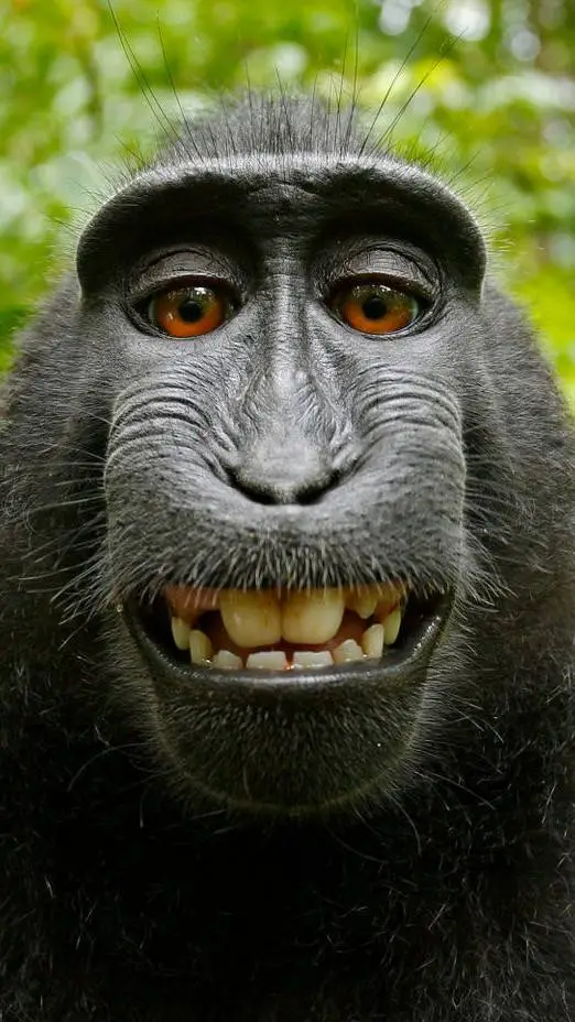 ai character: alcohol monkey  background