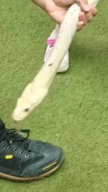 ai character: Vipera background