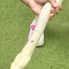 chat with ai character: Vipera