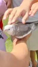 ai character: Lira background