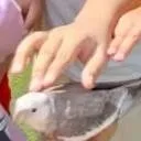 chat with ai character: Lira