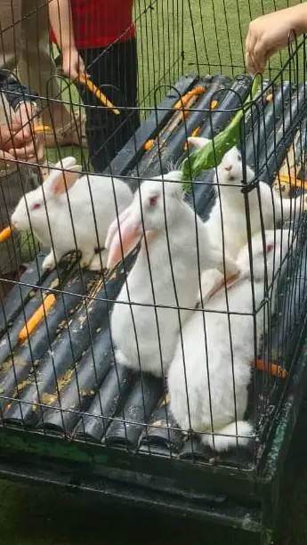 ai character: the rabbit gang background