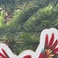 chat with ai character: the animal club