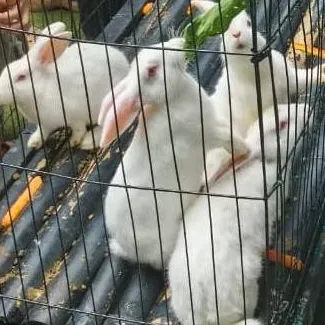 chat with ai character: the rabbit gang