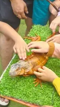 ai character: illy the iguana  background