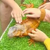 chat with ai character: illy the iguana 