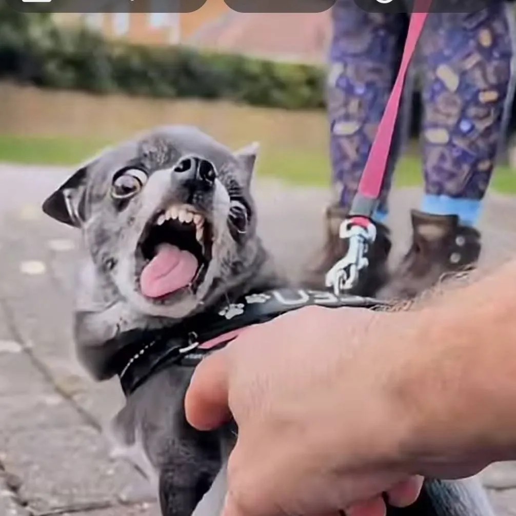 chat with ai character: my life:(