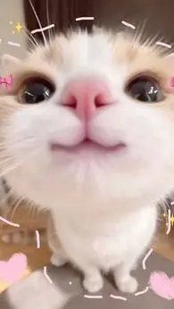 ai character: KITTYYYYYYYY YAYAY background