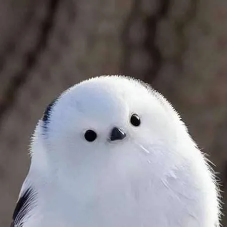 chat with ai character: Pajarito