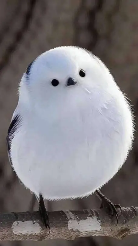 ai character: Pajarito background